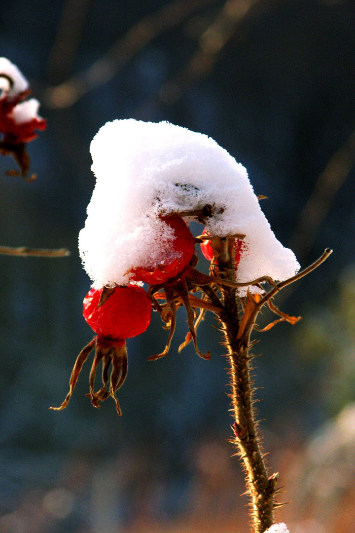 Rose im Winterkleid