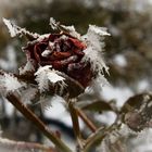 Rose im Winterkleid