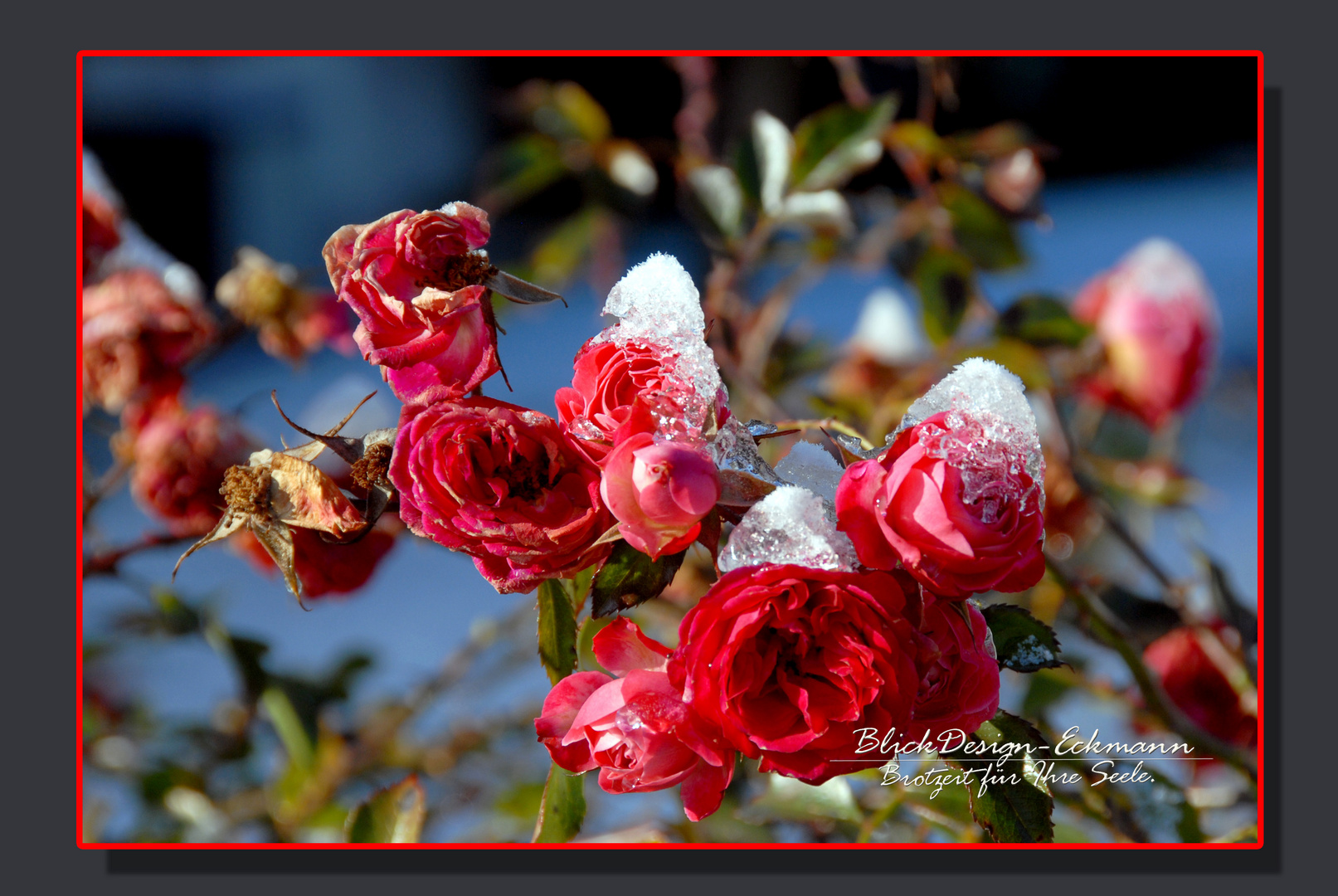 Rose im Winterschlaf