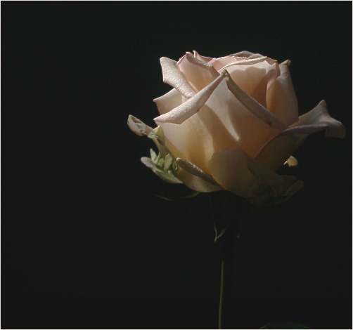 Rose im zarten Licht von Johannes Hoffmann