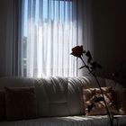 Rose im Zimmer