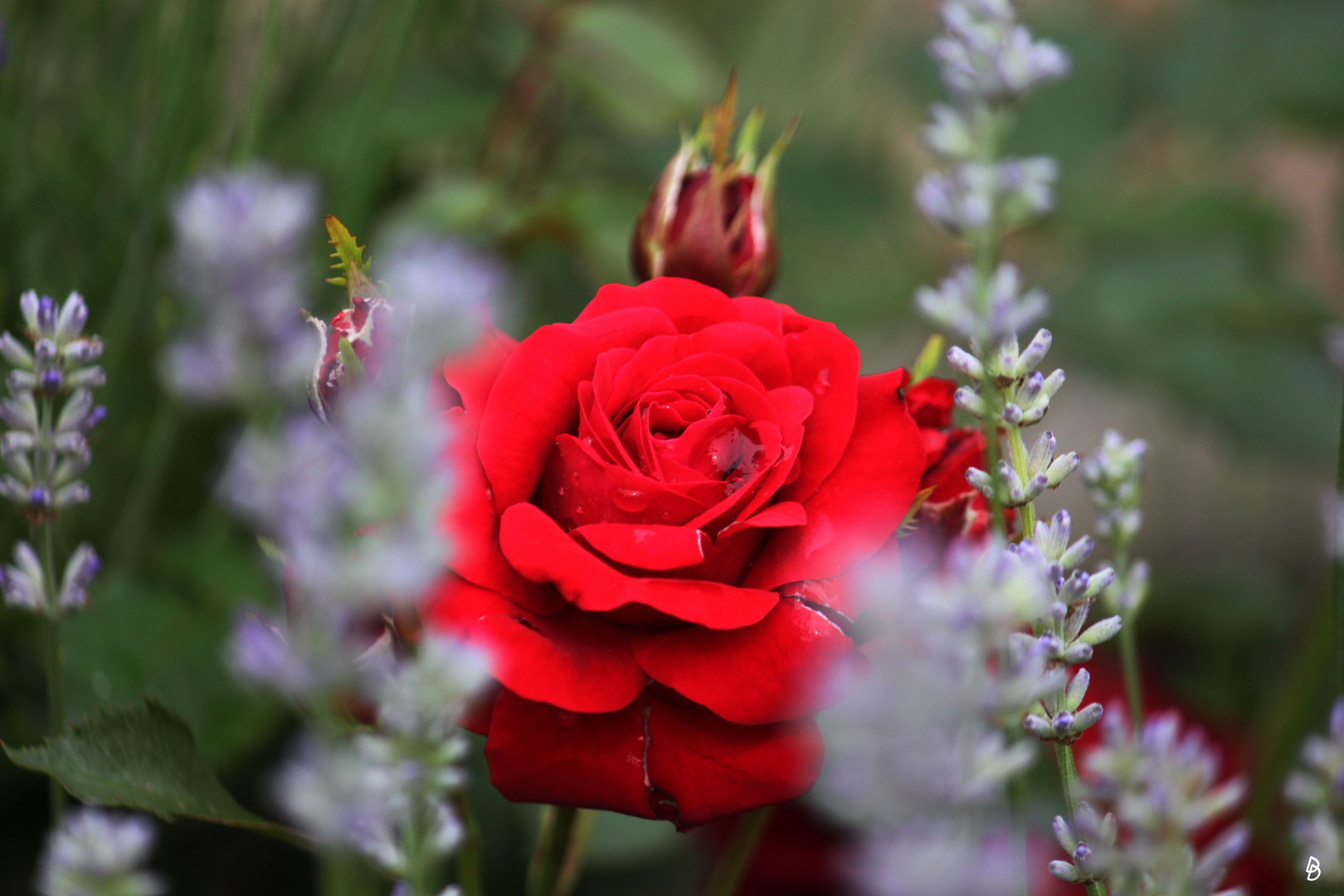 Rose - immer wieder ein schönes Fotomotiv