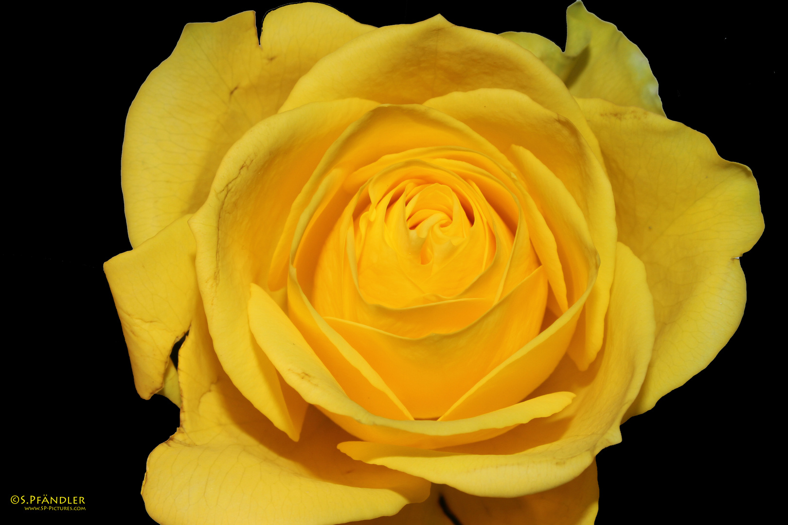 Rose in 3 Varianten (Variante3)
