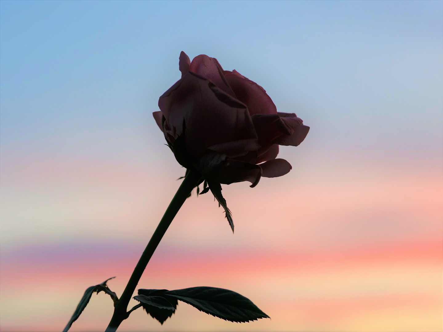 Rose in Abenddämmerung