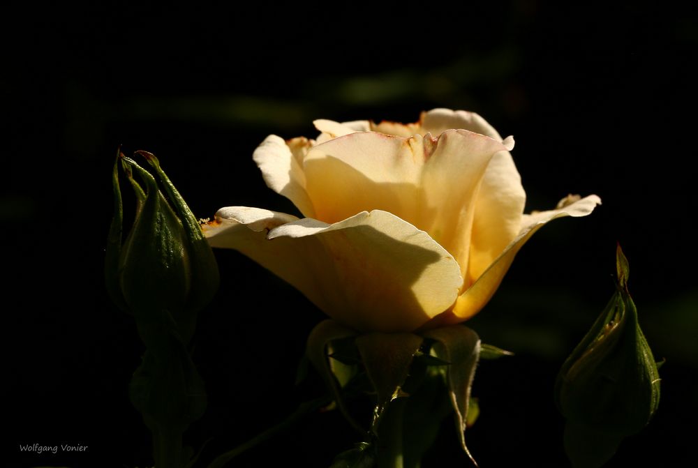 Rose in Abendlicht