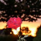 Rose in Abendsonne