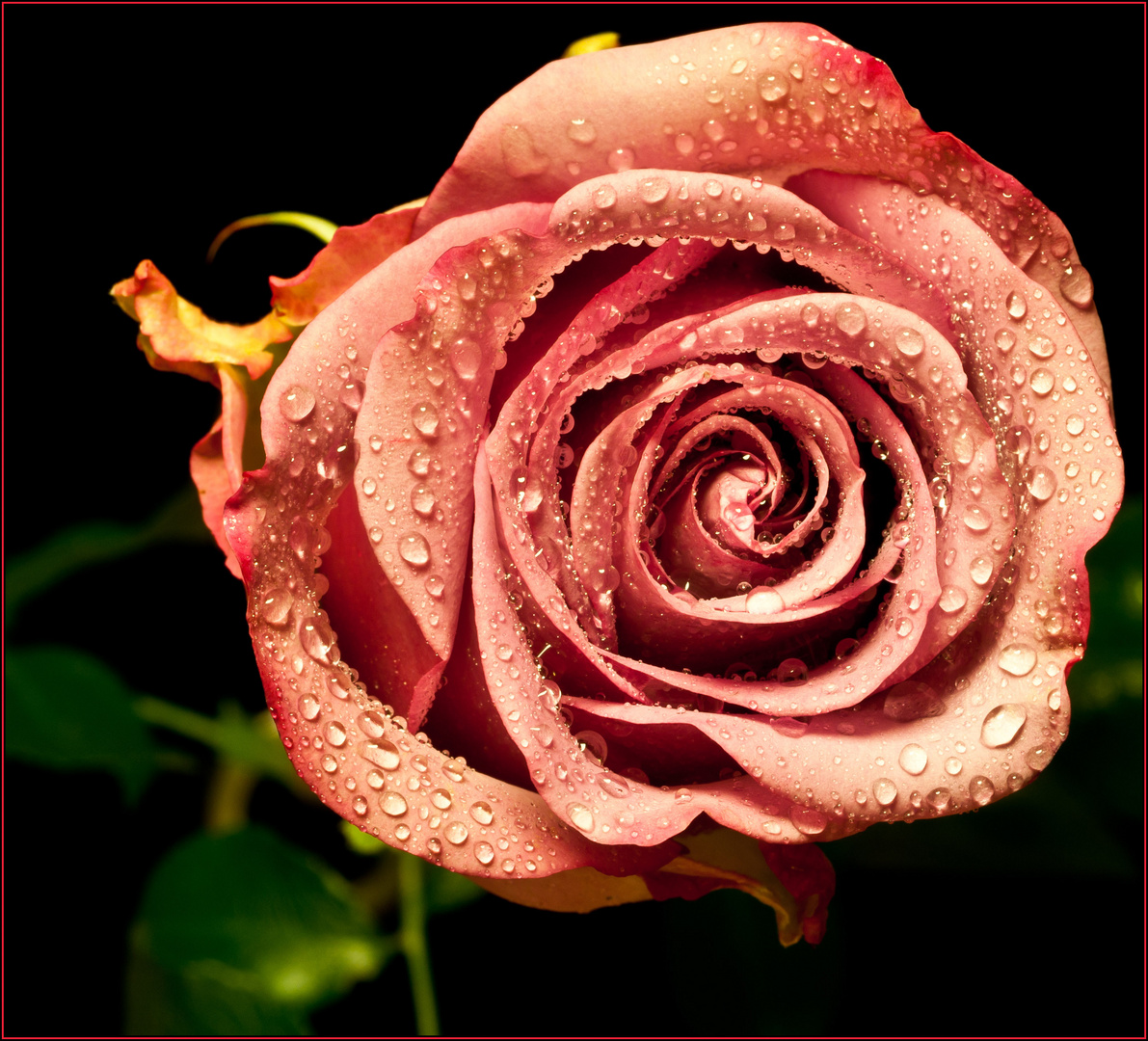 Rose in Altrosa Foto & Bild | pflanzen, pilze & flechten ...