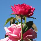 Rose in Andalusien