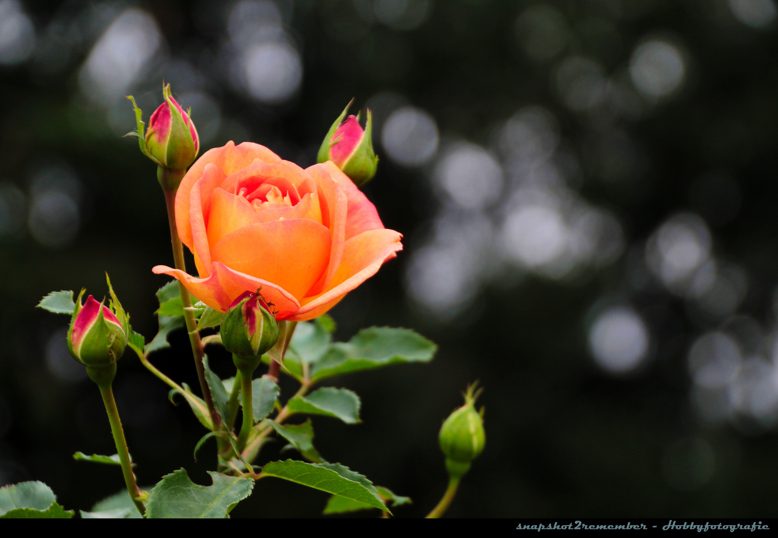 Rose in Apricot (IMG_6696)