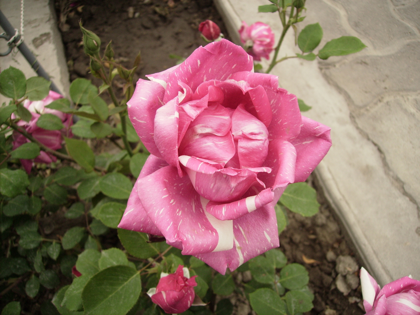 Rose in Argentinien