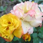 Rose in Astrids Garten