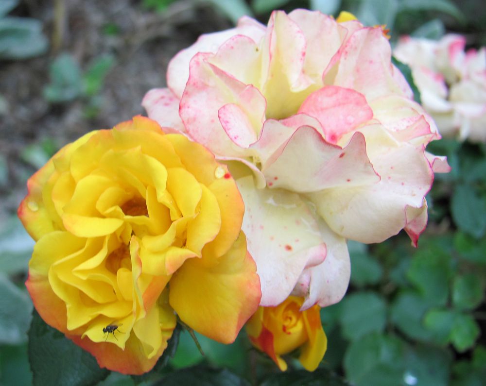 Rose in Astrids Garten