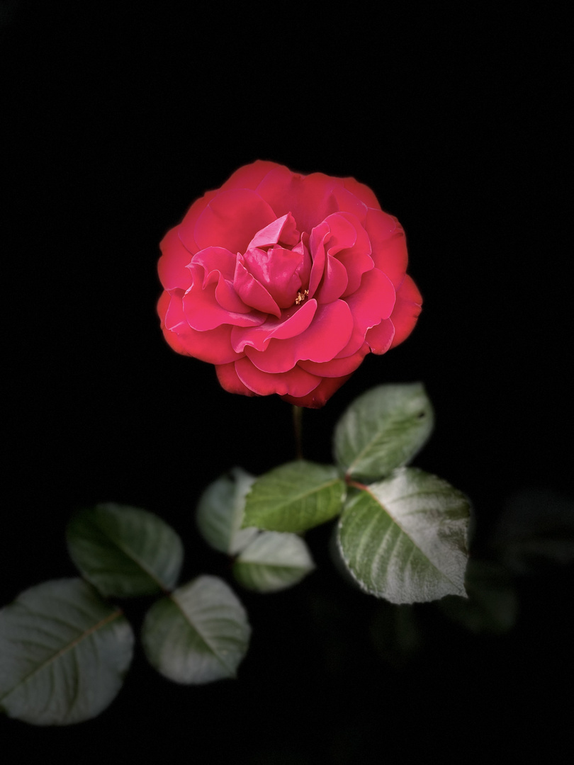 Rose in besonderen Licht 