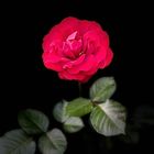Rose in besonderen Licht 