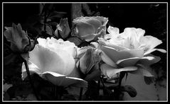 Rose in bianco e nero...