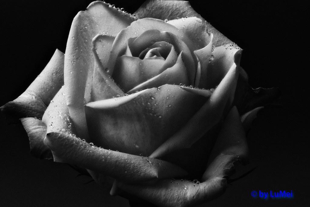 Rose in Black and White