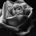 Rose in Black and White