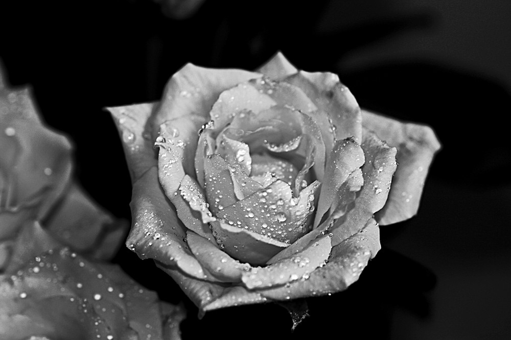 Rose in black and white (to my father)