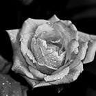 Rose in black and white (to my father)