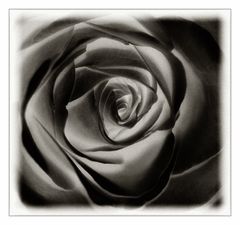 Rose in "BlackArt" ...