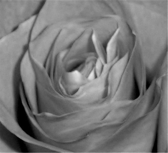 rose in black&white