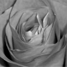 rose in black&white