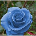 Rose in blau