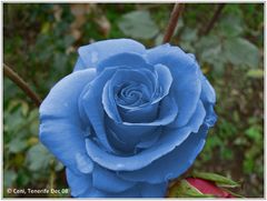 Rose in blau