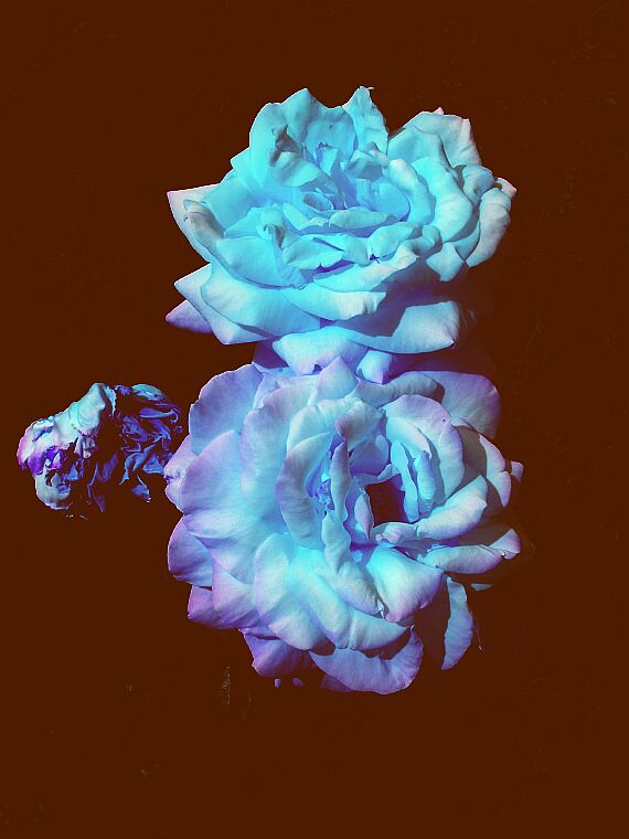 Rose in blau-II