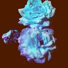 Rose in blau-II