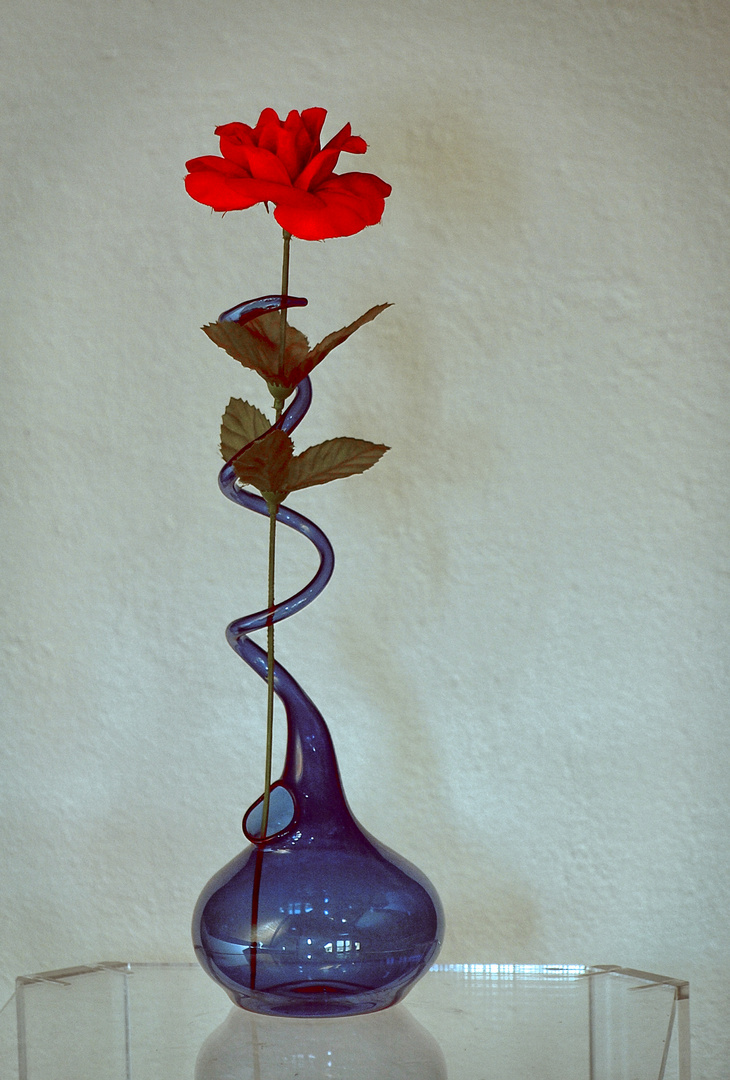 Rose in blauer Vase