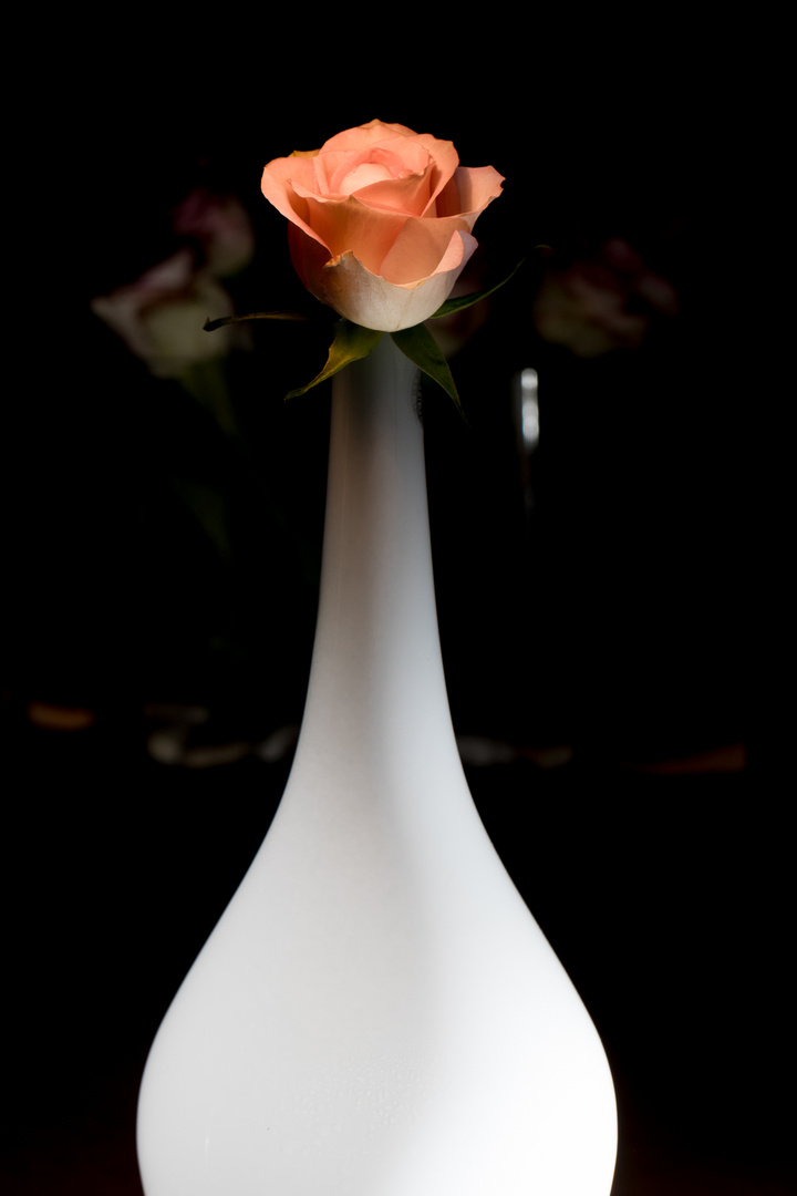 Rose in Blumenvase