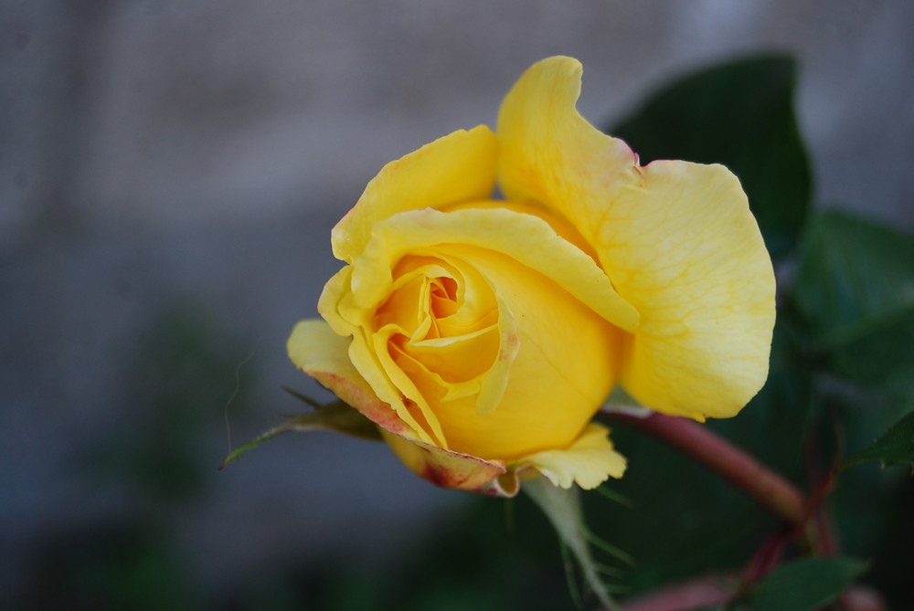 Rose in Bud