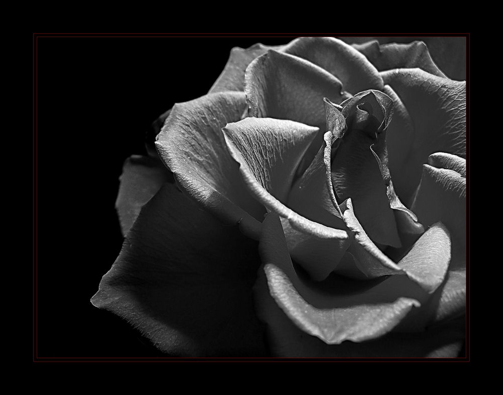 Rose In B/W