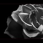 Rose In B/W