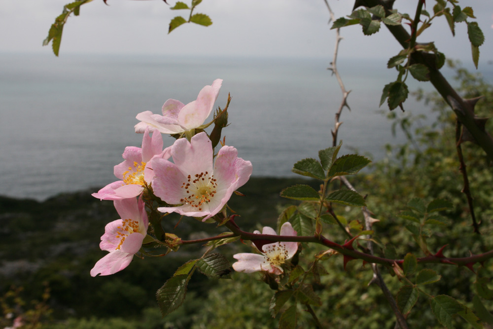 Rose in Cornwall