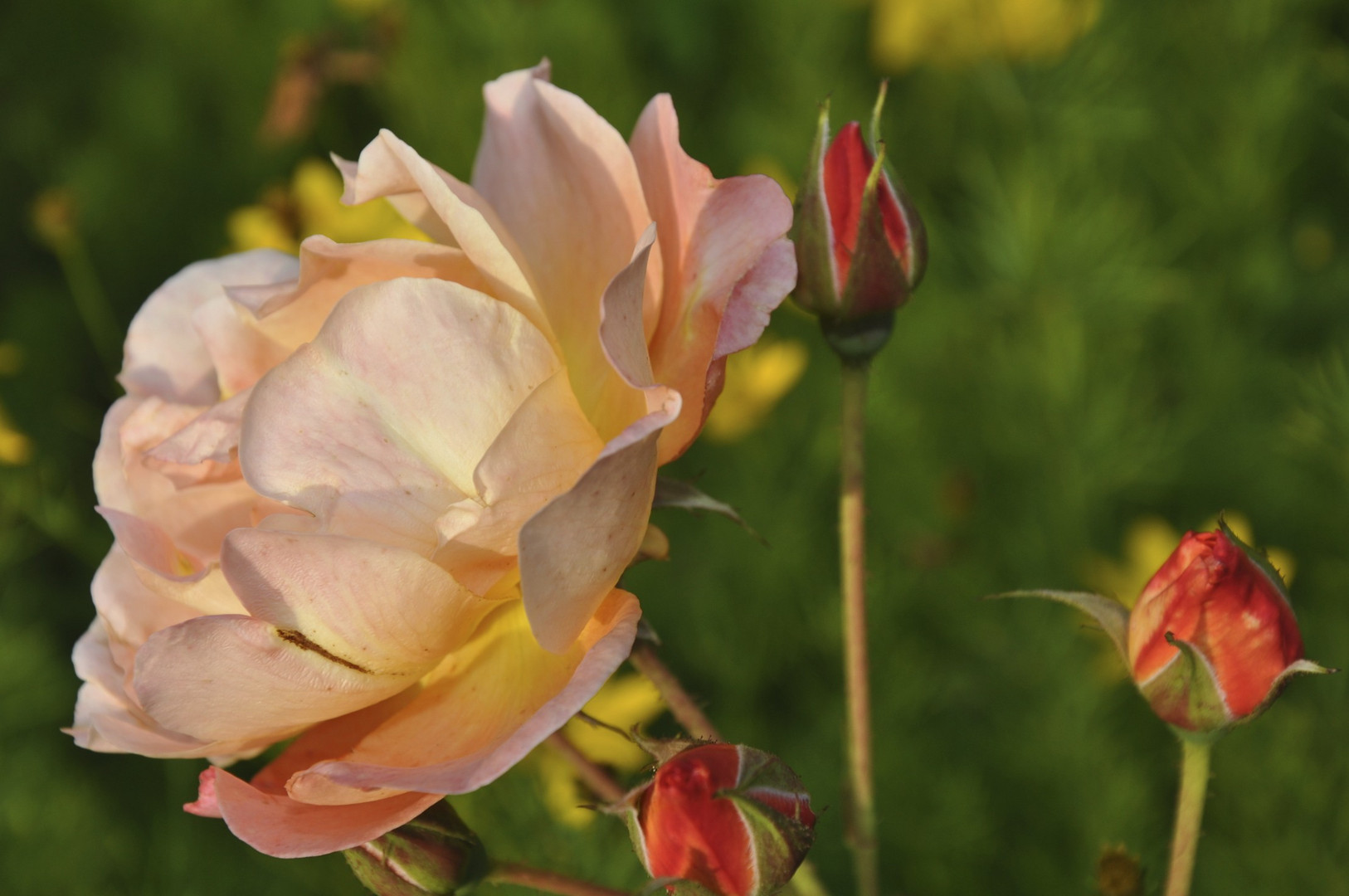 Rose in der Abenddämmerung