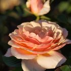 Rose in der Abendsonne