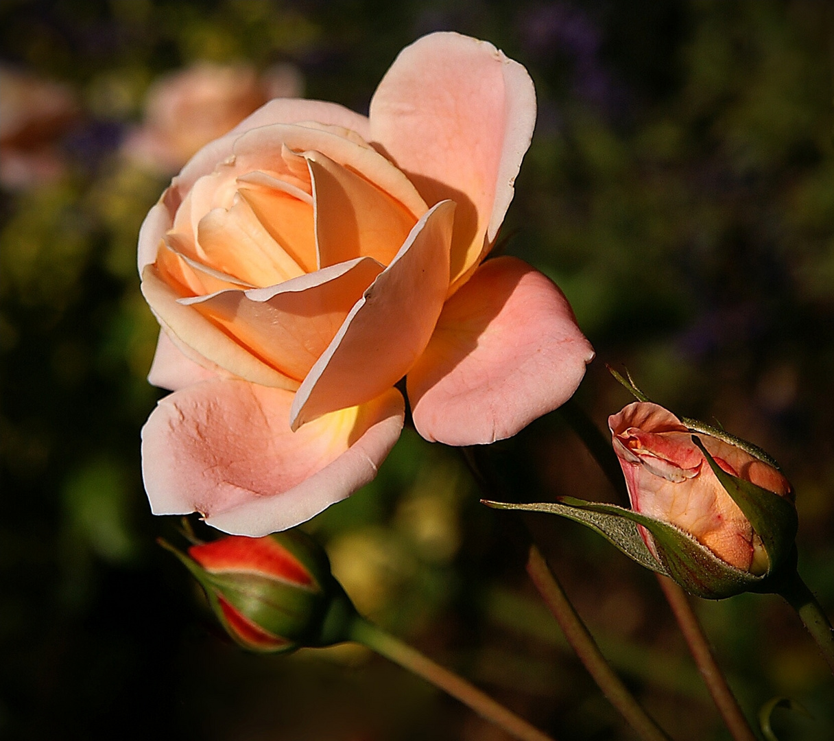 Rose in der Abendsonne