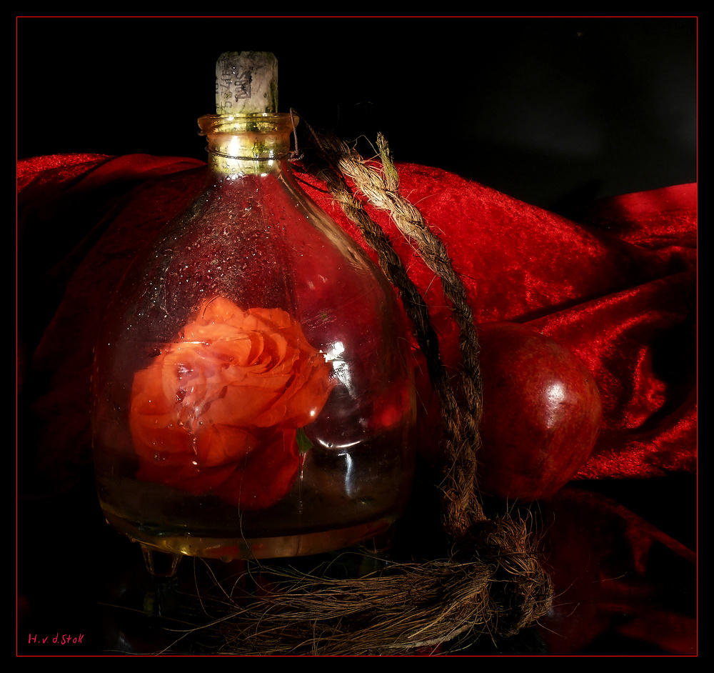 Rose in der Flasche