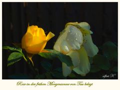 Rose in der frühen Morgensonne