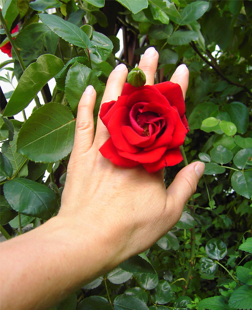 Rose in der Hand