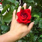 Rose in der Hand