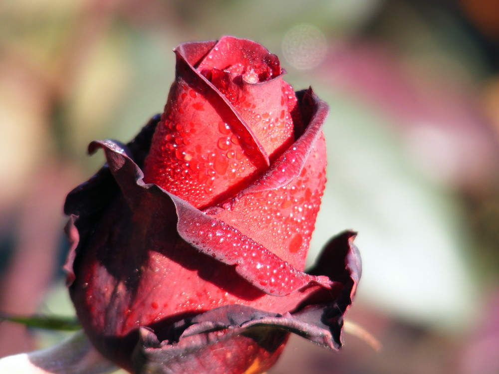 Rose in der Morgensonne