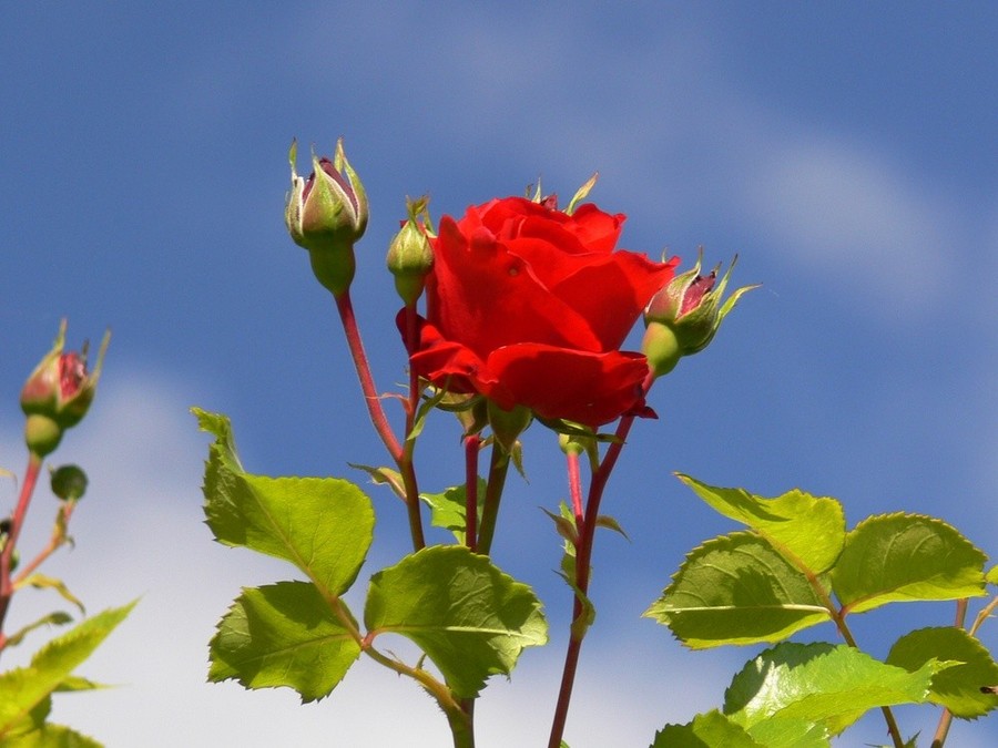 Rose in der Morgensonne