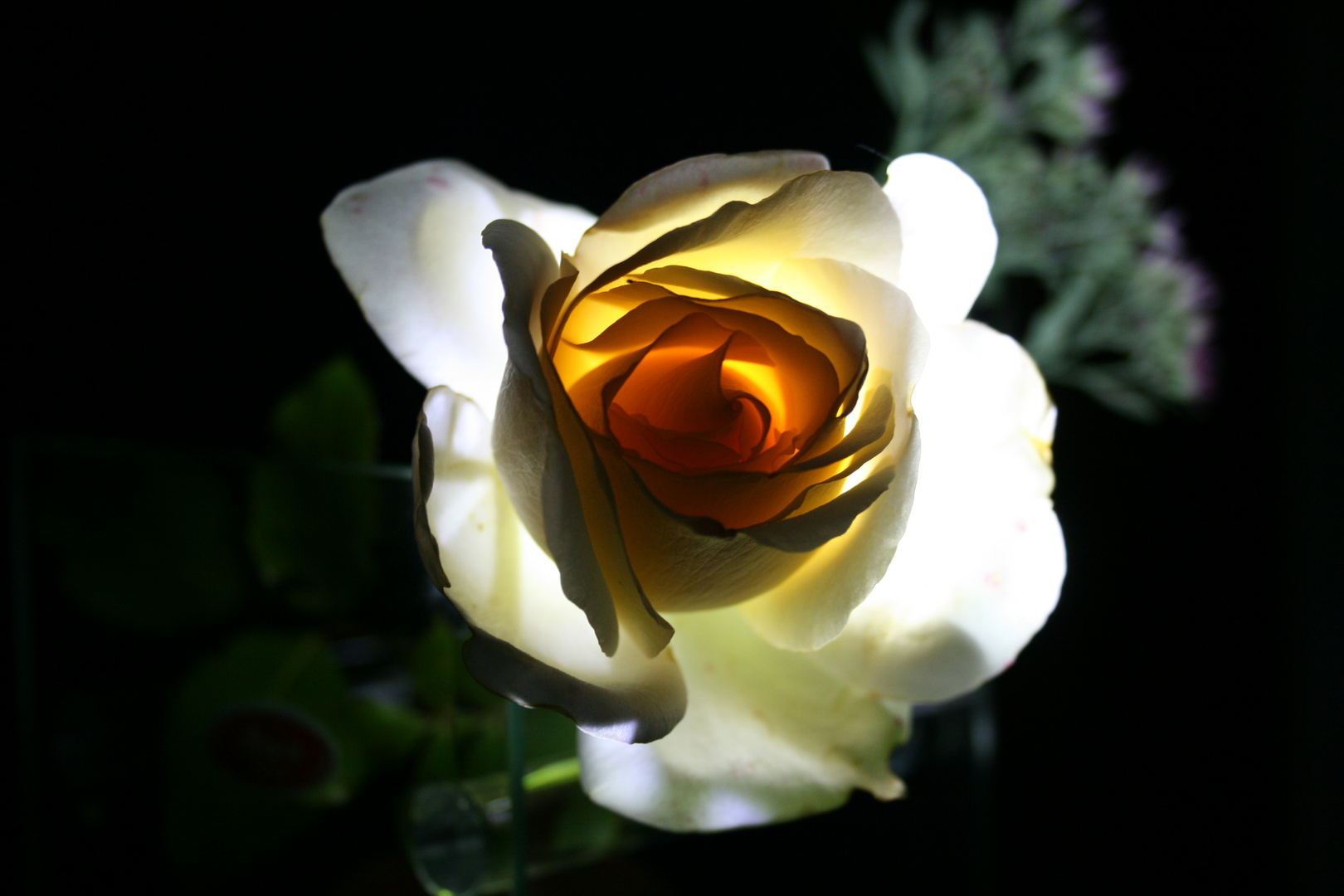 Rose in der Nacht