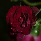 Rose in der Nacht