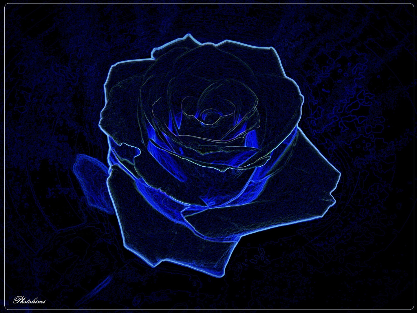 Rose in der Nacht