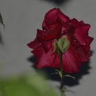 Rose in der Nacht