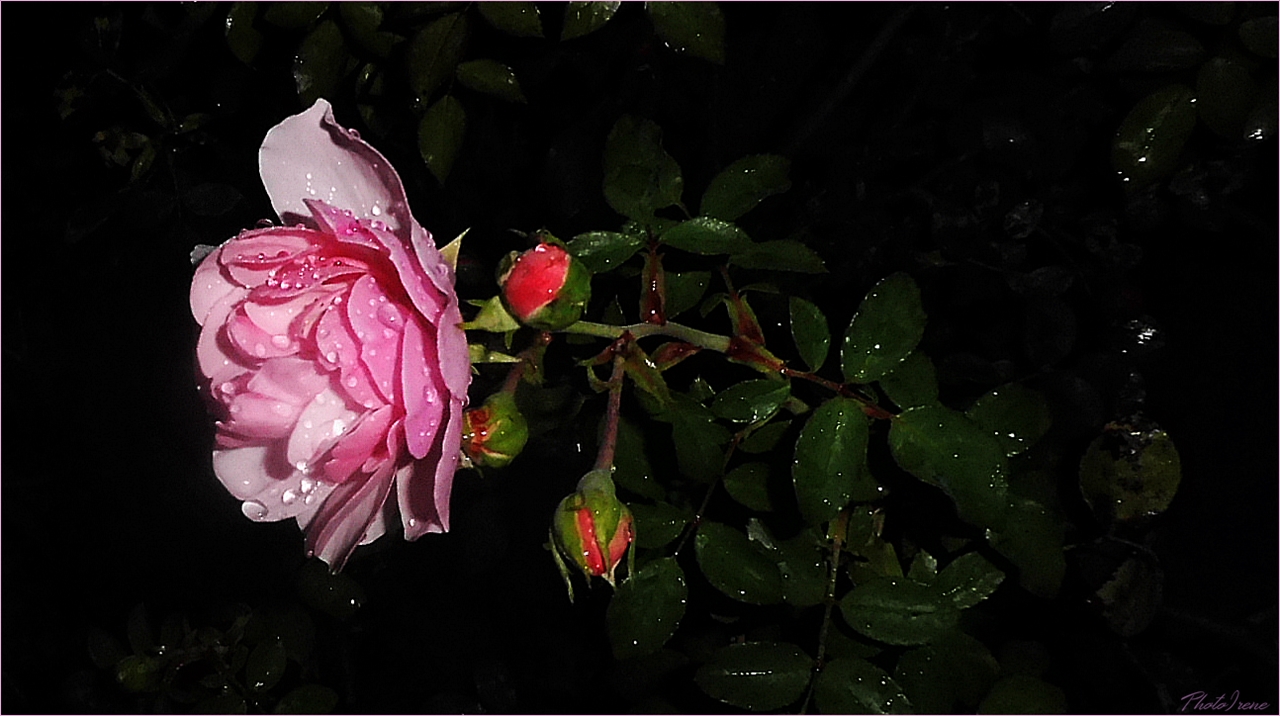 Rose in der Nacht